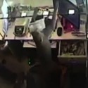 Surveillance Footage Catches Monkey Opening Drawer, Stealing Money from Store