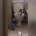 WATCH: 8 Foot Cobra Hiding in a Toilet